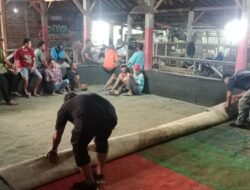 Penindakan Terhadap Tindak Pidana Perjudian Sabung Ayam